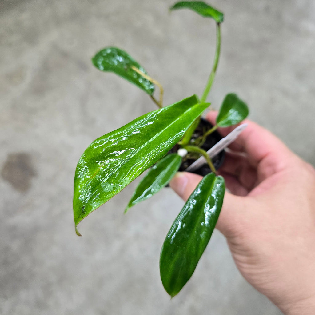 Philodendron joepii - 2"