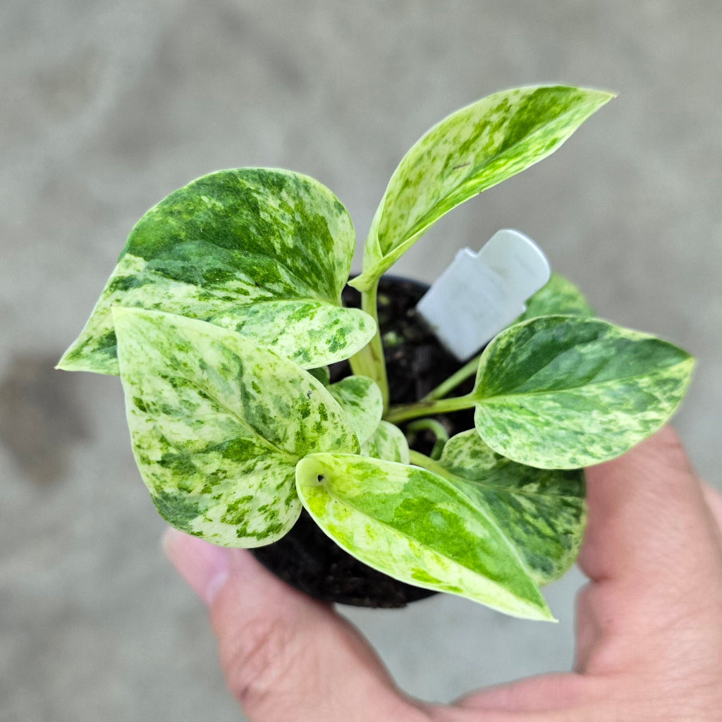 Epipremnum aureum 'Marble Queen' - 2"
