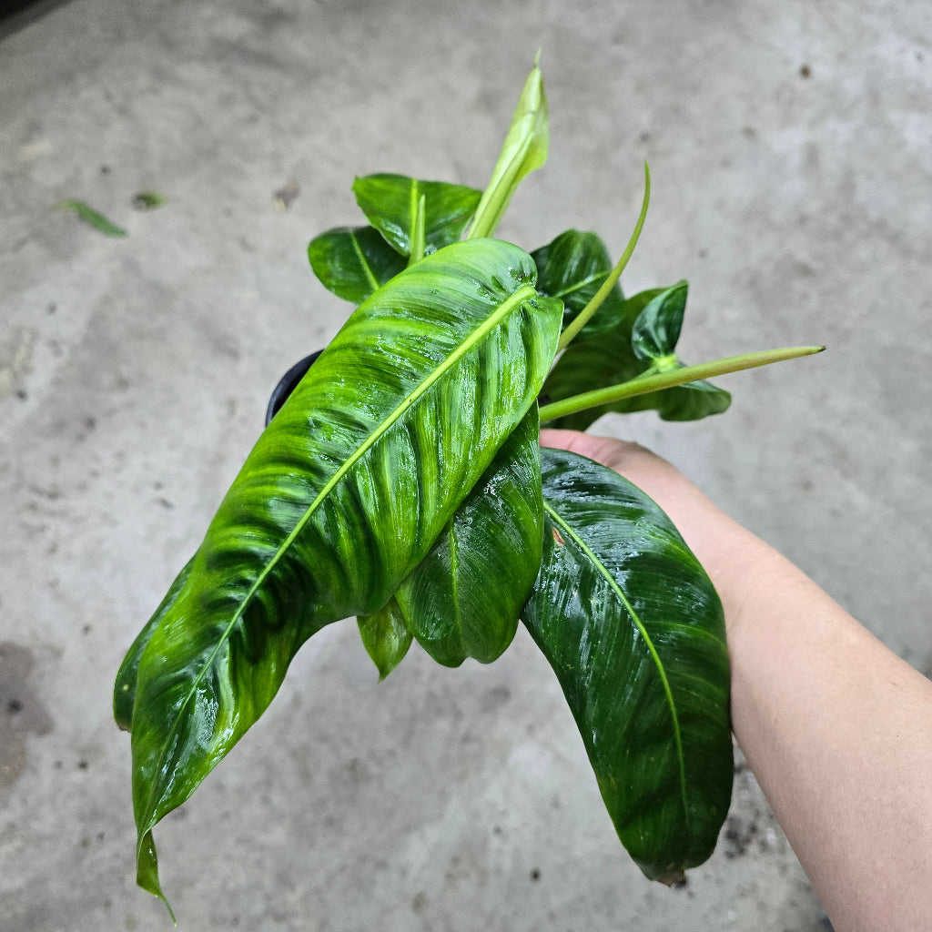 Philodendron patriciae - 4"