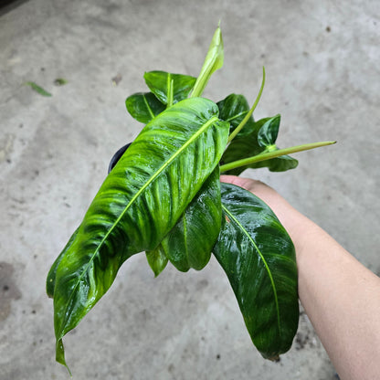 Philodendron patriciae - 4"
