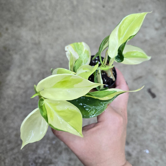 Philodendron hederaceum 'cream splash' - 2" (HV)