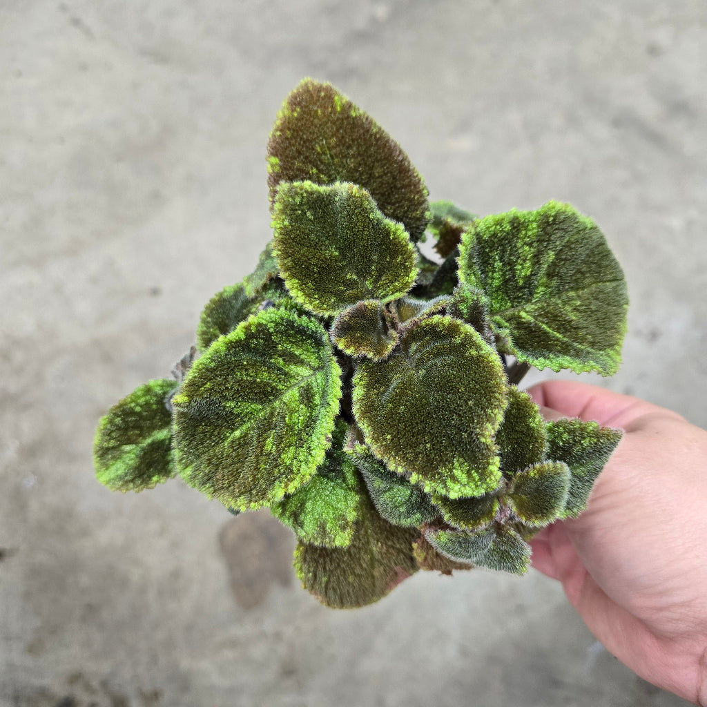 Episcia cupreata - 4