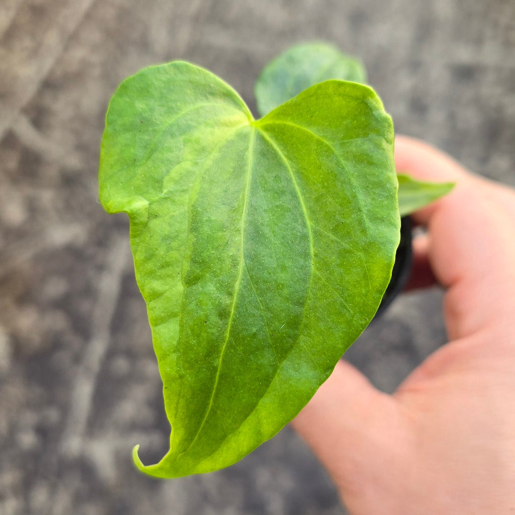 Anthurium 'Delta Force' variegata - 2