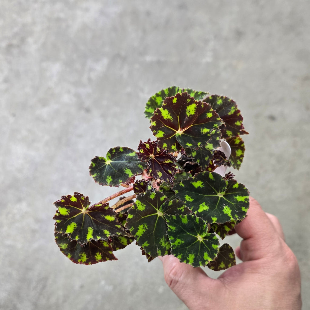 Begonia bowerae 'Tiger Paws' - 2