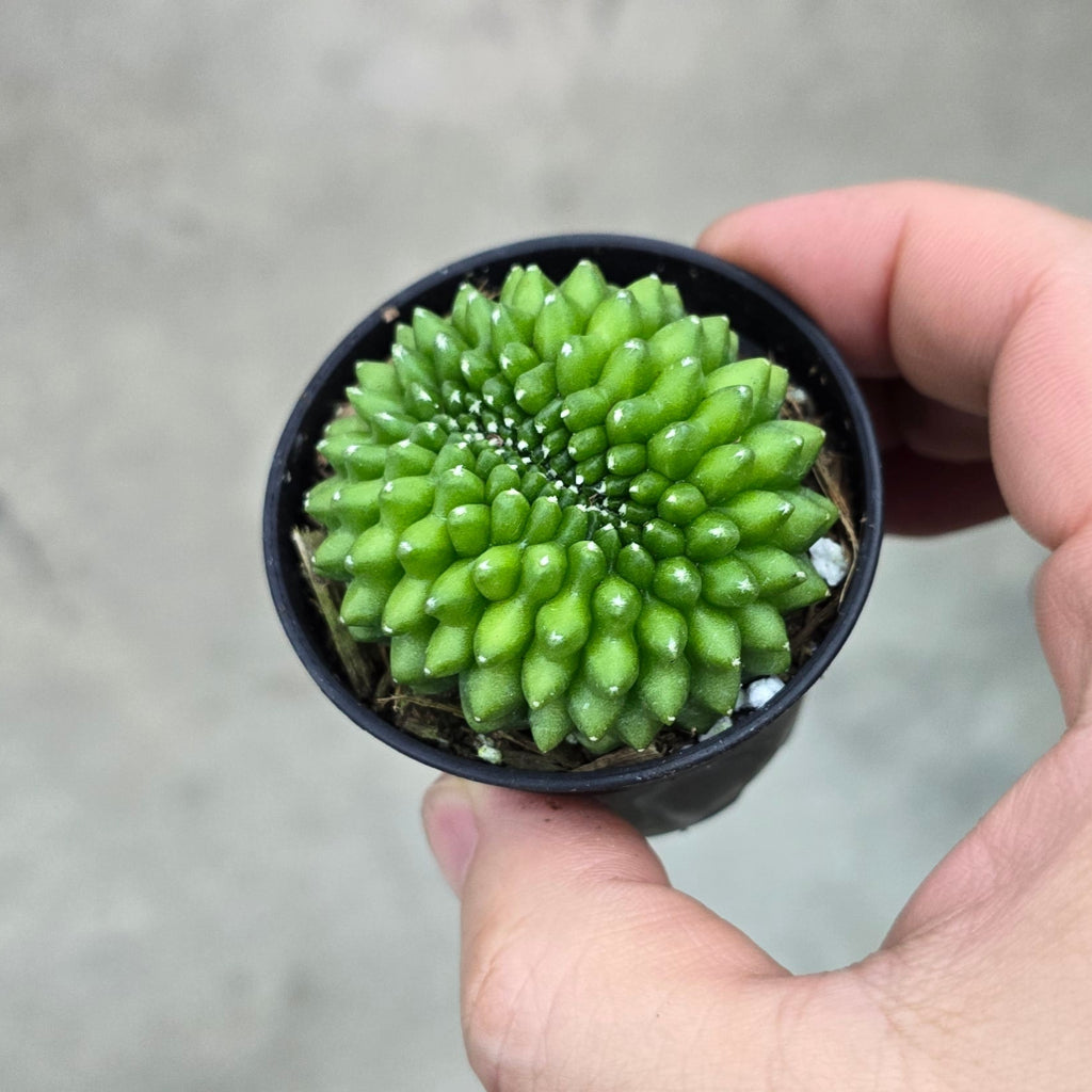 Gymnocalycium cristata  'Thornless' - 2