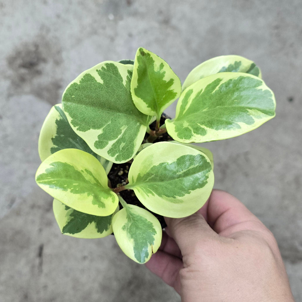 Peperomia Obtusifolia Variegated - 4