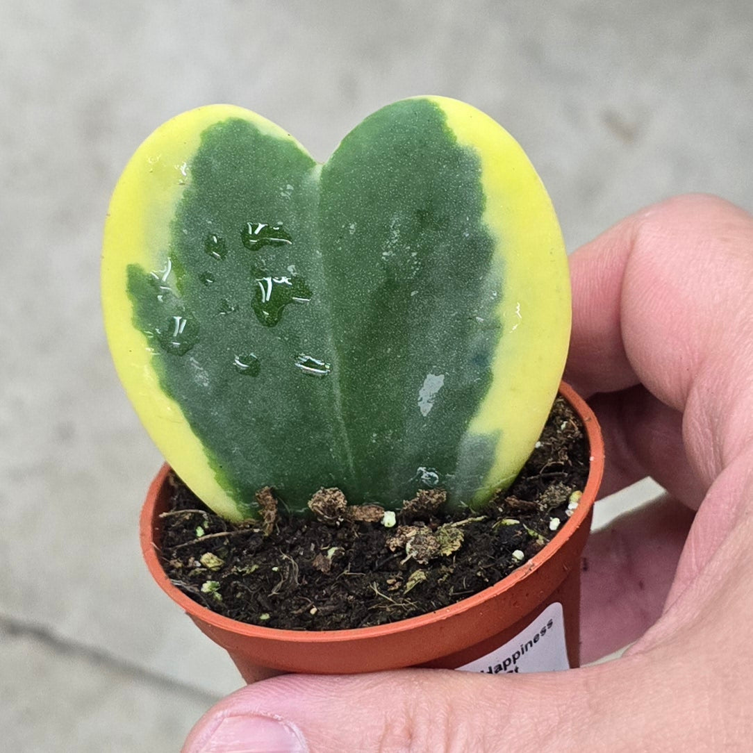 Hoya kerrii 'Variegata Reversa' - 2