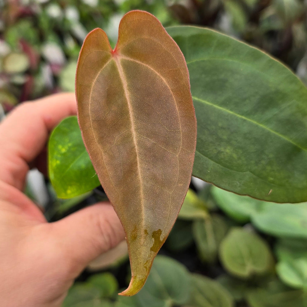 Anthurium magnificum x  'Dark Phoenix' - 2