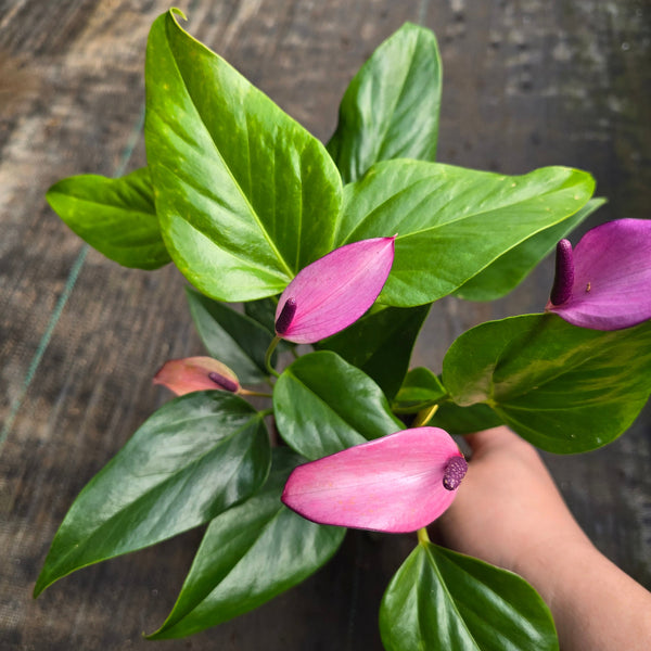 anthurium gymnopus 4 Anthurium andreanum