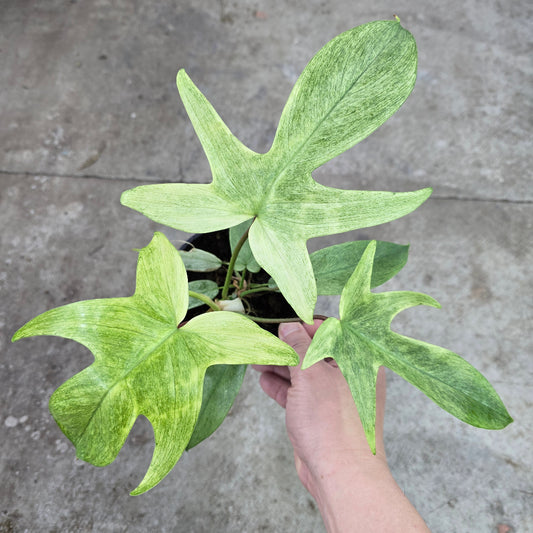 Philodendron florida ghost mint - 5"