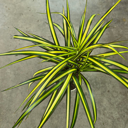 Dracaena marginata 'Sun Ray' - 4"