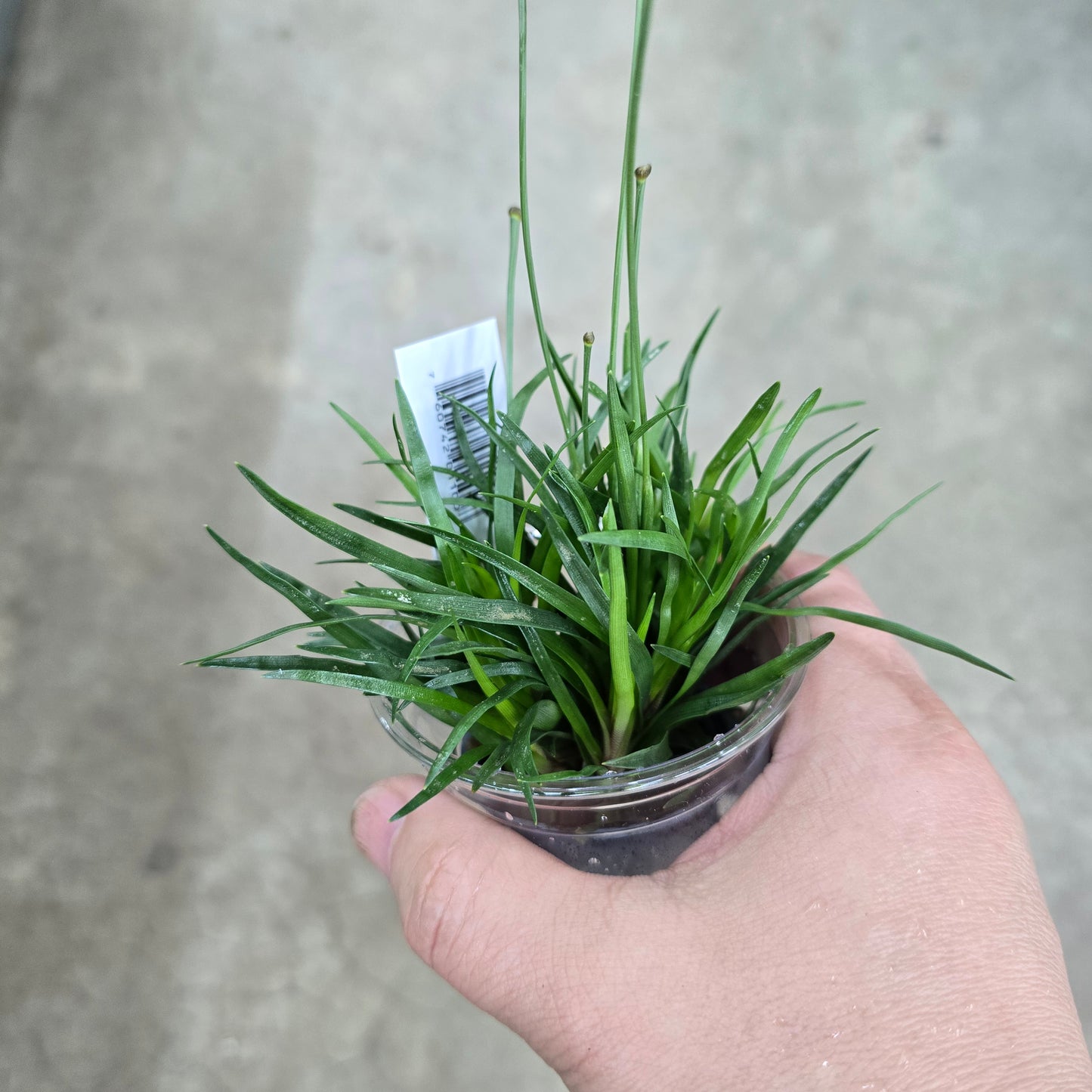 Eriocaulaon Vietnam - 2"