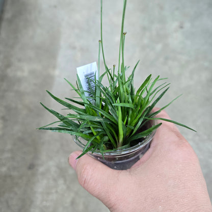 Eriocaulaon Vietnam - 2"