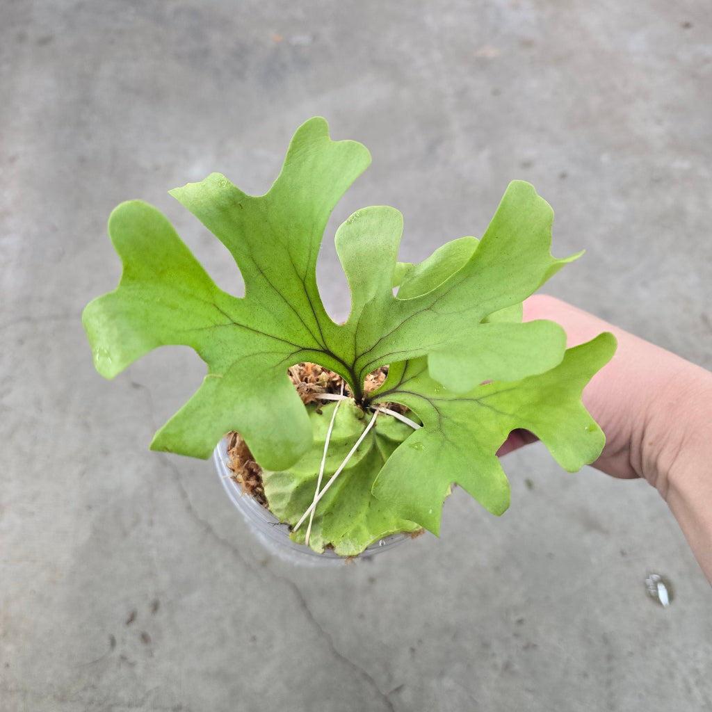 Platycerium ridleyi