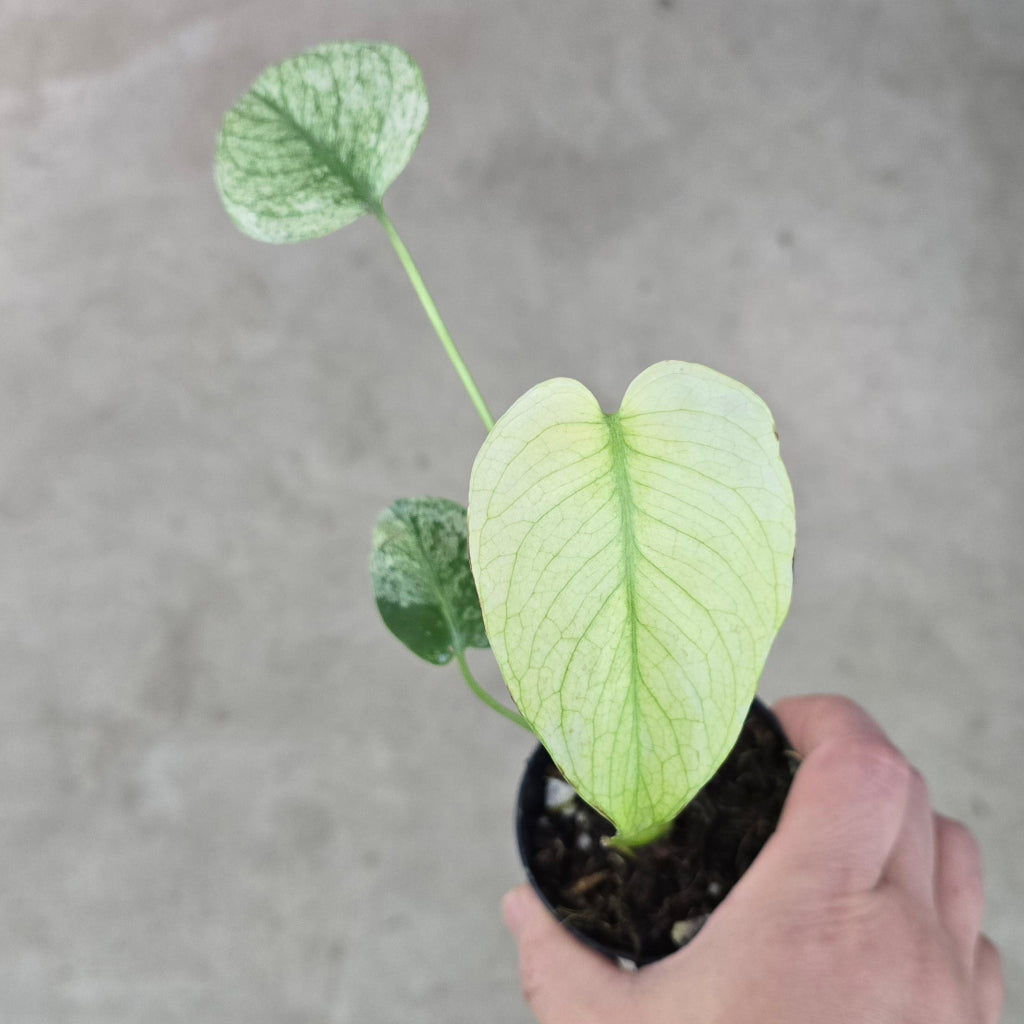 Monstera 'White Monster' - 2"