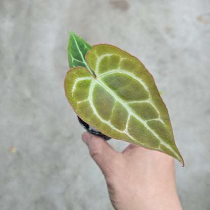Anthurium crystallinum hybrid - 2"