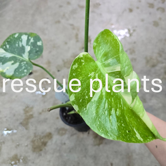 Monstera Thai Constellation - 4" (rescue)