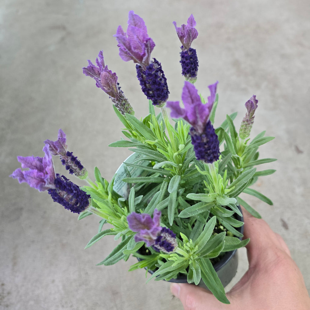 Spanish lavender - 5.5"