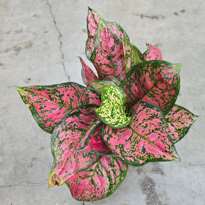 Aglaonema 'Lady Valentine' - 6"