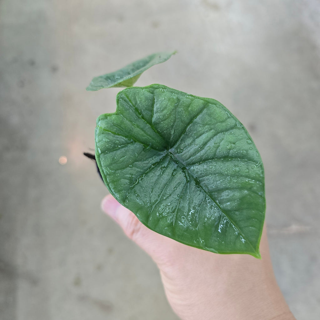 Alocasia 'Platinum' - 2"