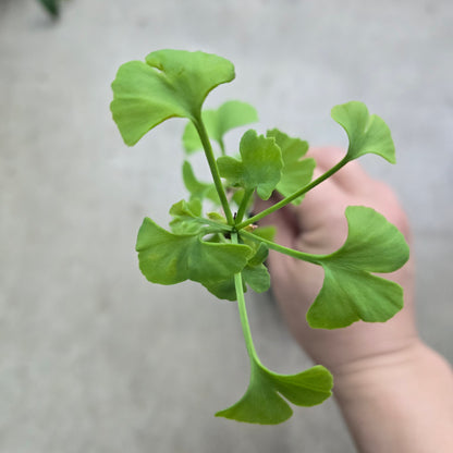 Ginkgo biloba - 4"