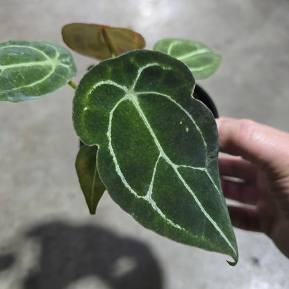 Anthurium forgetii - 4"