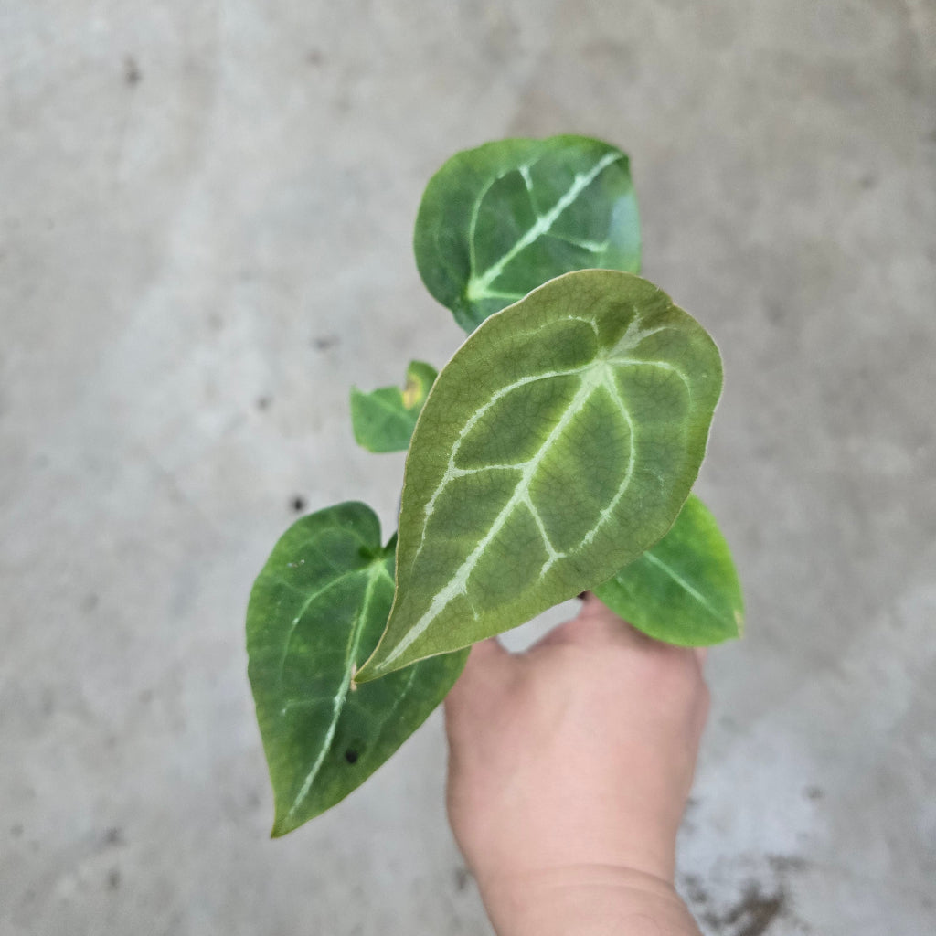 Anthurium papillilaminum x forgetii - 2"