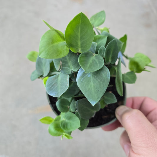 Rhaphidorphora hayi - 4"