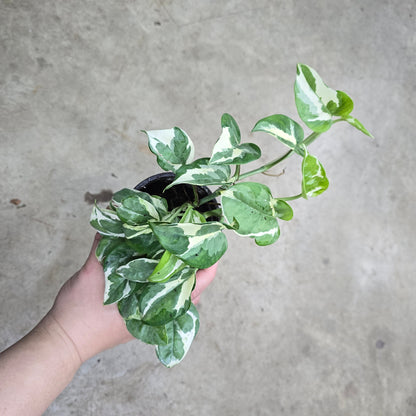 Epipremnum 'Pearls and Jade' - 4.5"