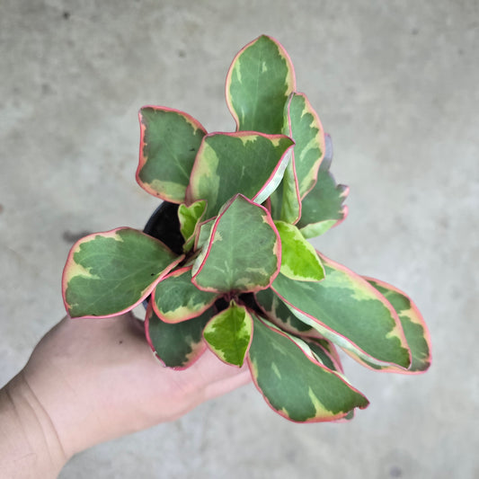 Peperomia clusifolia 'Ginny' - 4"