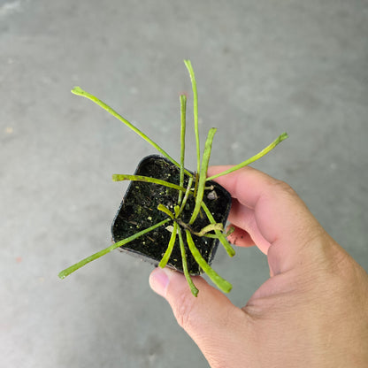Hoya retusa - 2"