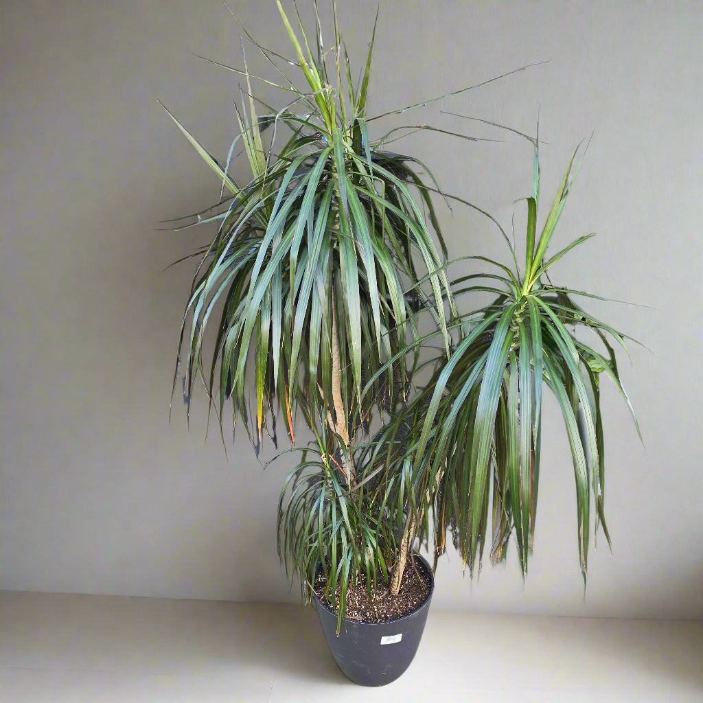 Dracaena marginata - 10"
