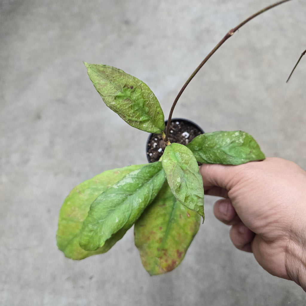 Hoya finlaysonii 'Chicken Farm' - 2"