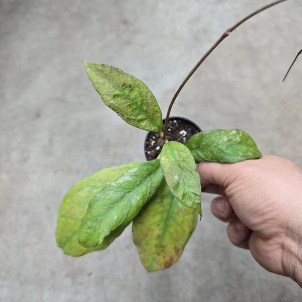 20250423-120914_grande.jpg?v=