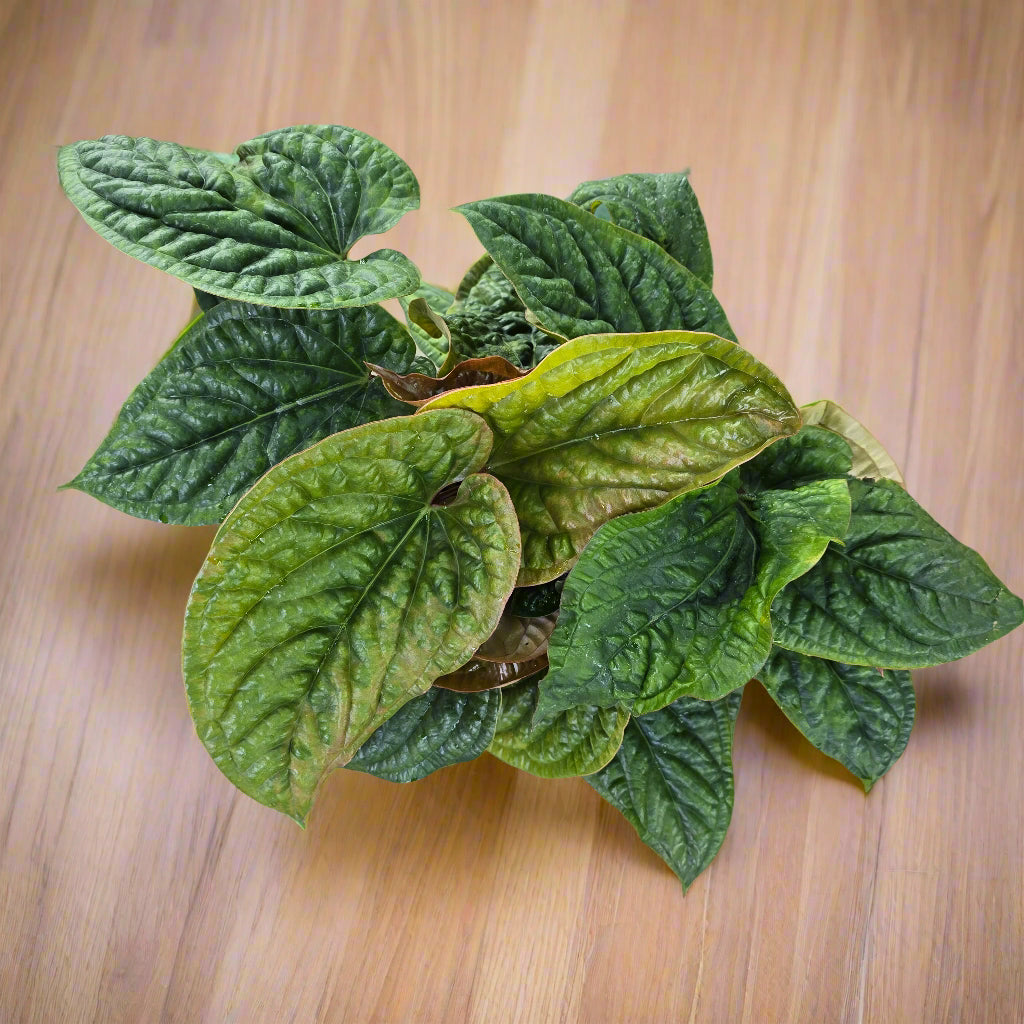 Anthurium luxurians hybrid - 2 gallon