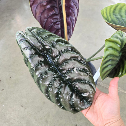 Alocasia cuprea red secret - 2 gallon