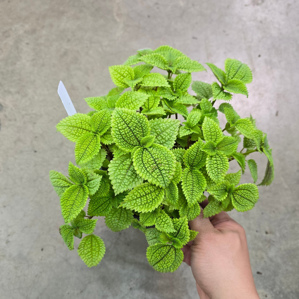 Pilea Moon Valley - 6"