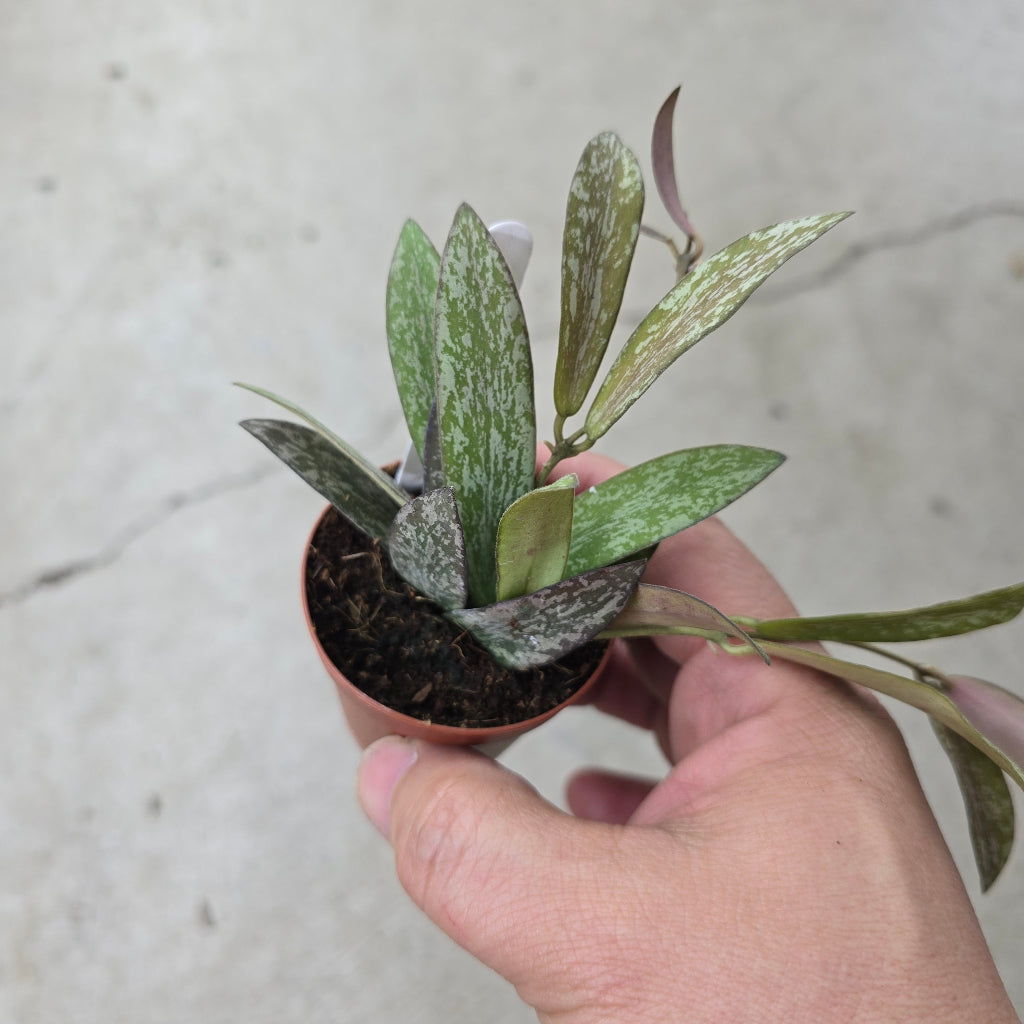 Hoya sigillatis borneo - 2"