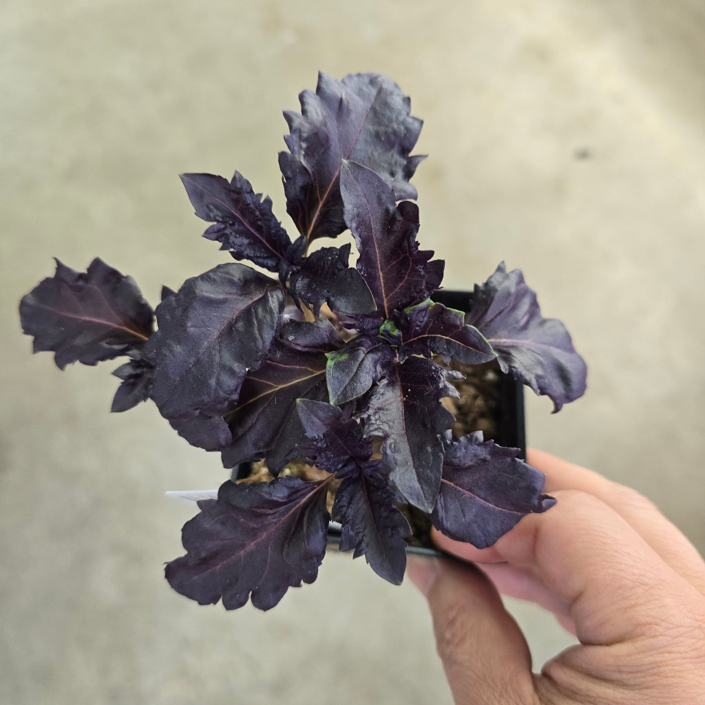 Herb -Basil Purple Ruffles - 3.5"