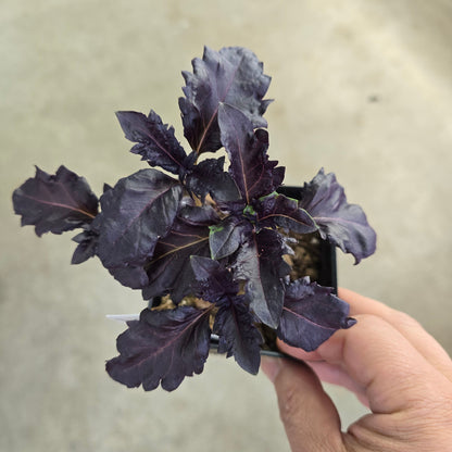 Herb -Basil Purple Ruffles - 3.5"