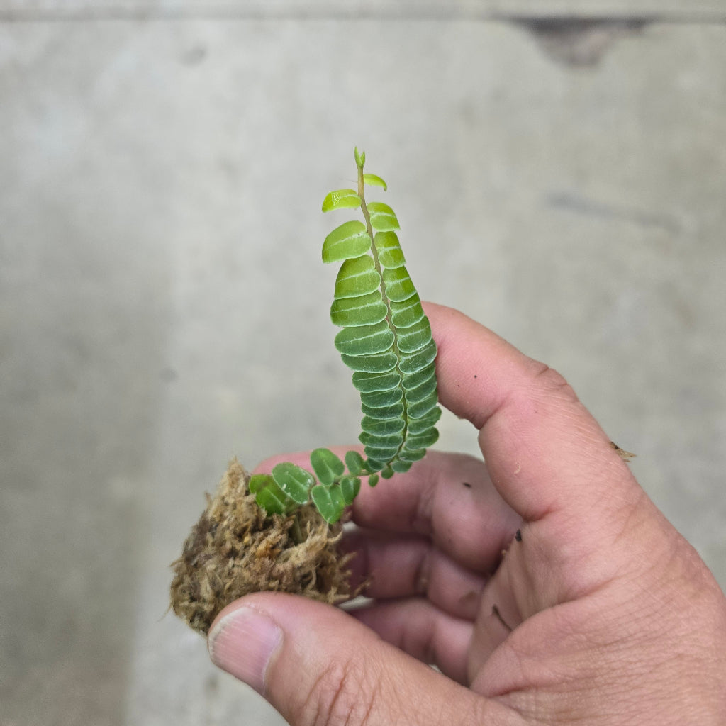 Marcgravia umbellata - cutting