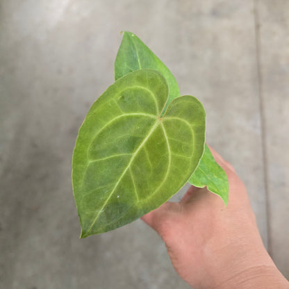 anthurium hoffmannii Anthurium hoffmannii X