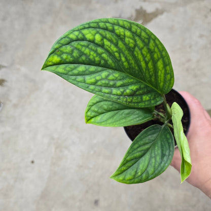 Monstera pinnatipartita - 4"