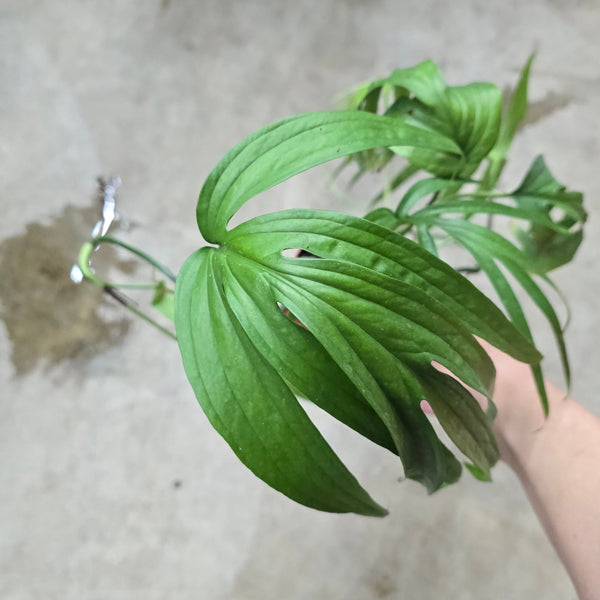 anthurium zippelianum Amydrium zippelianum