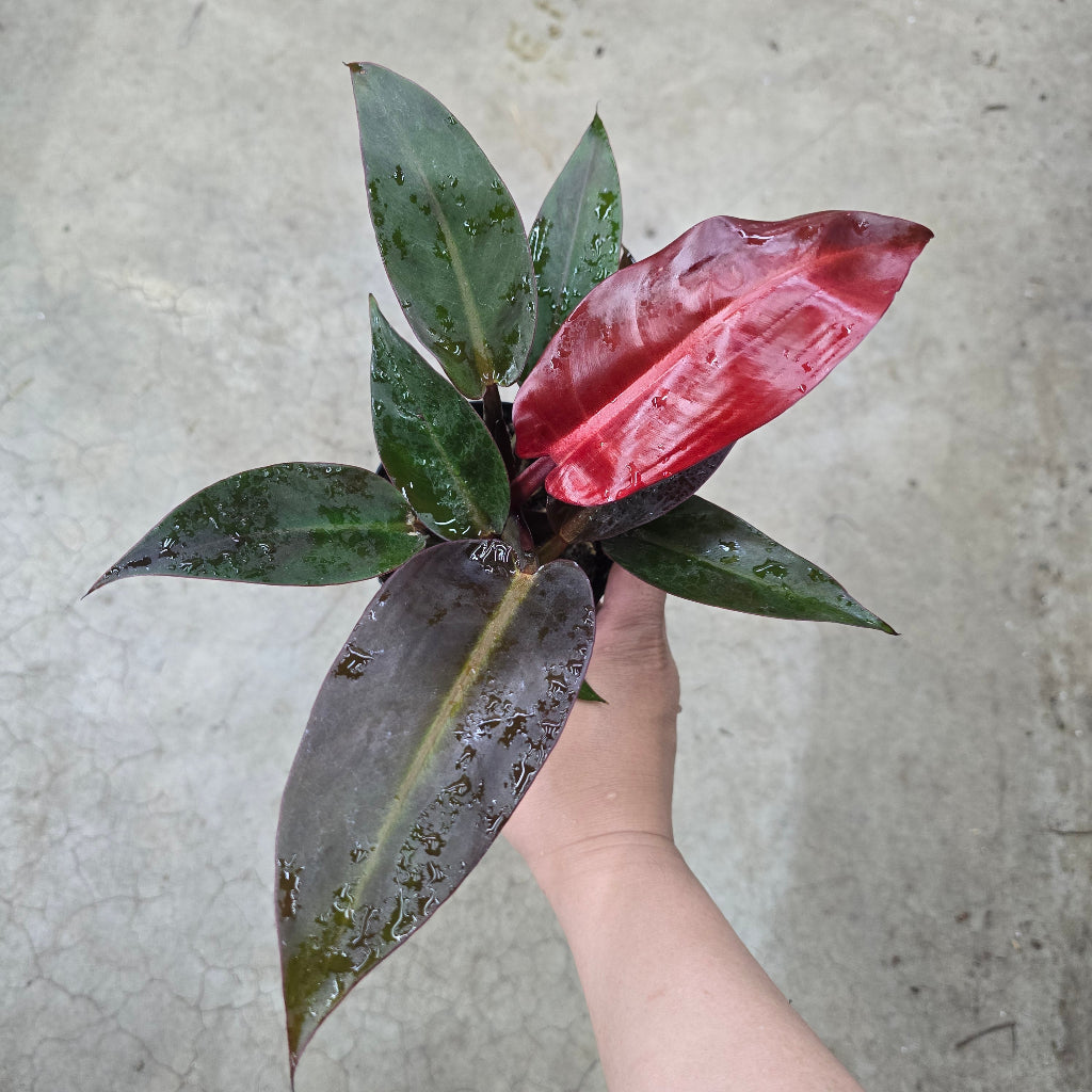 Philodendron red sun - 4"