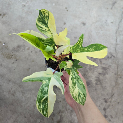 Philodendron 'Florida Beauty Variegated' - 4"