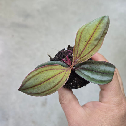 Medinilla 'Gregori Hambali' - 4"