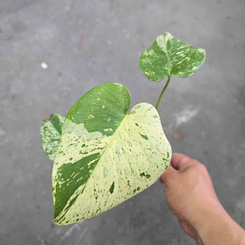 Monstera White Monster - 6"