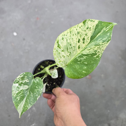 Monstera White Monster - 6"