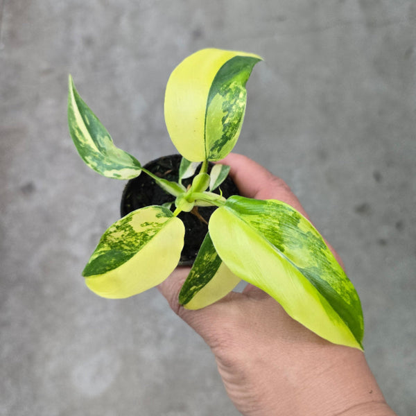 philodendron domesticum variegata reverted Philodendron domesticum 'Variegata'
